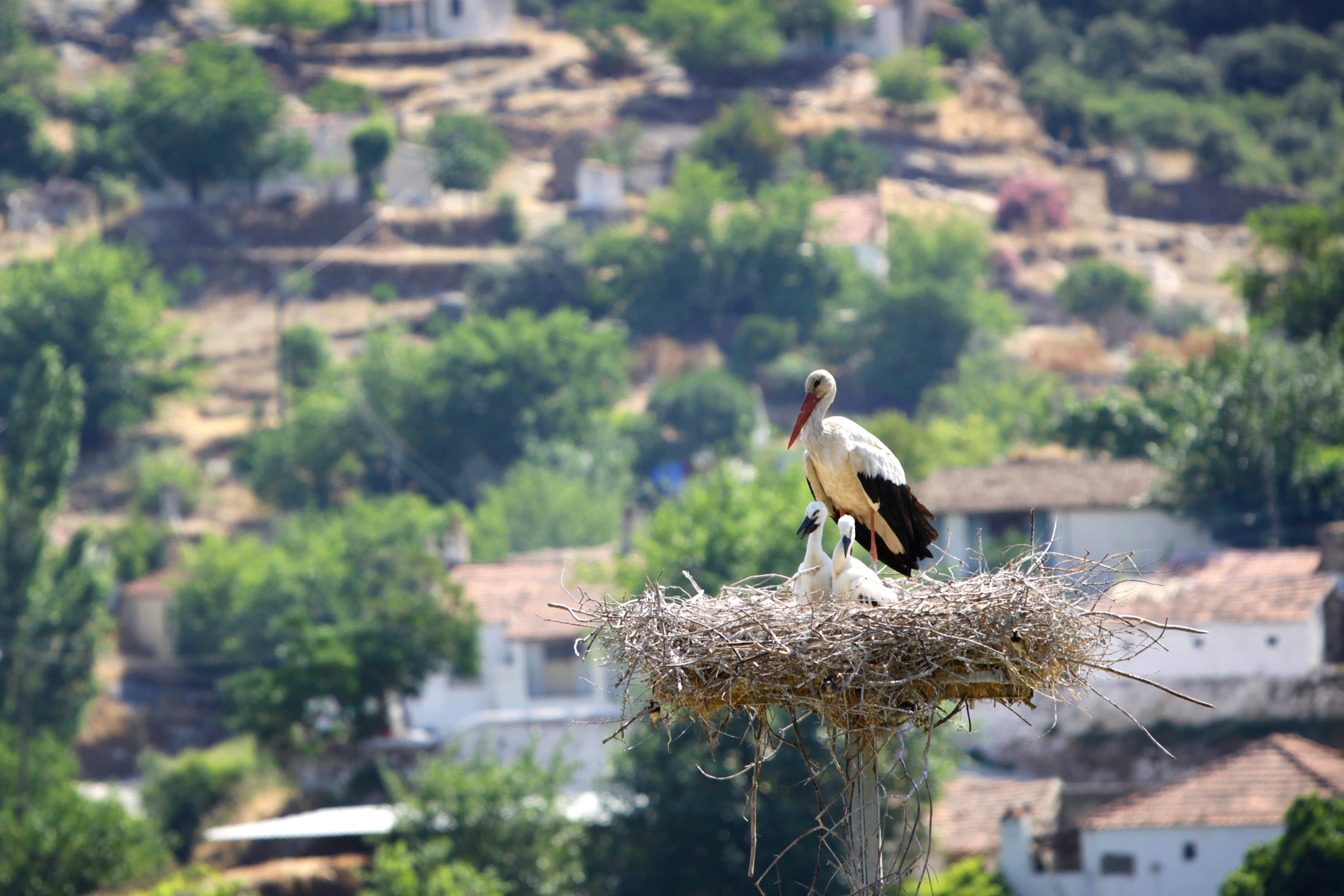 A New Home for Storks